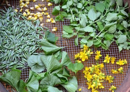 5 Summer Herbs to Preserve Fresh Image